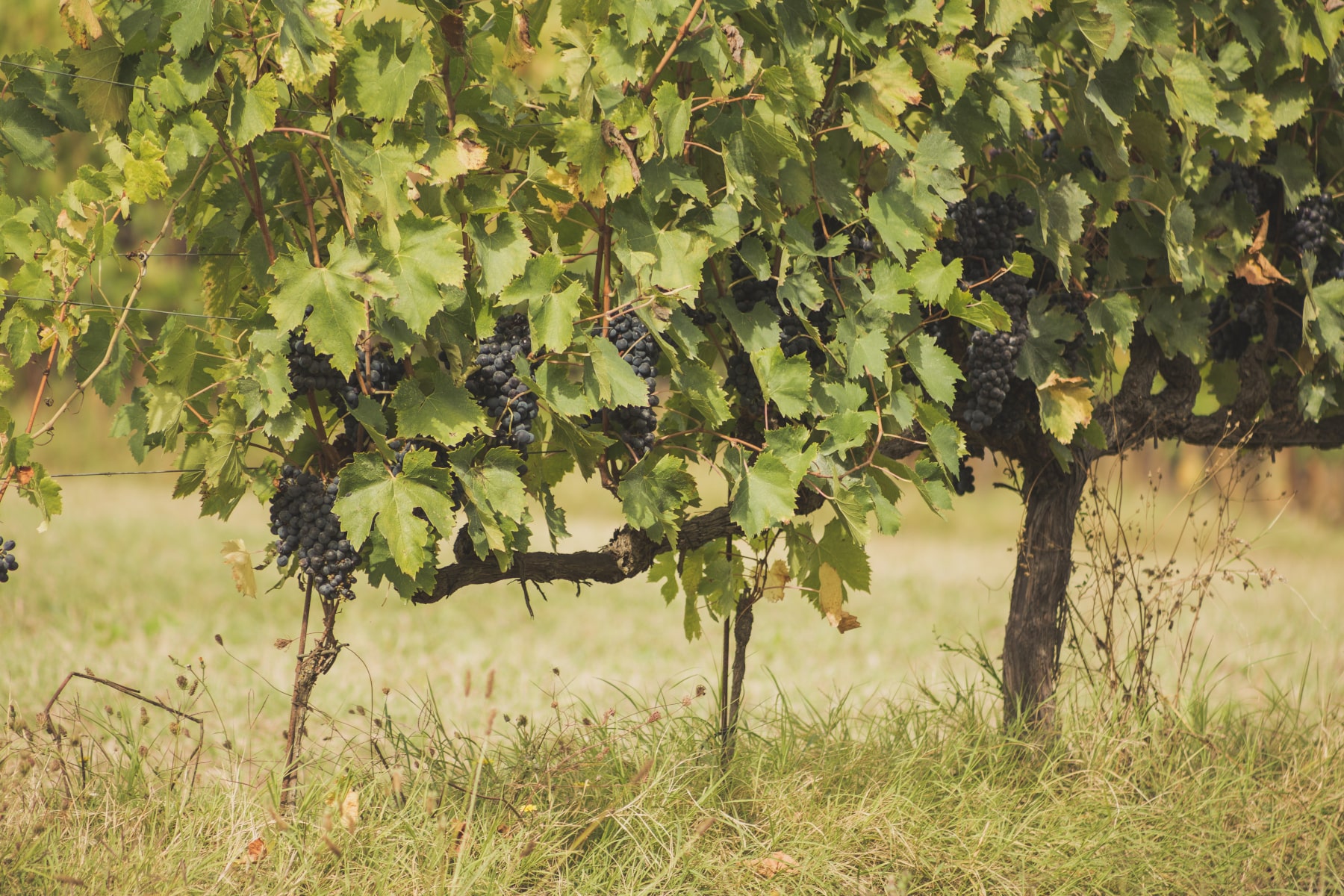 Vitigno di uva Syrah